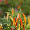 Numex Twilight chillies - Original Images